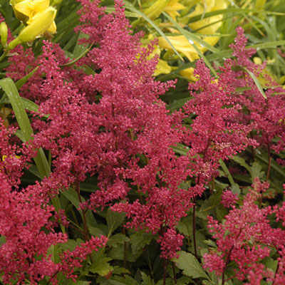 Astilbe j. 'Red Sentinel'