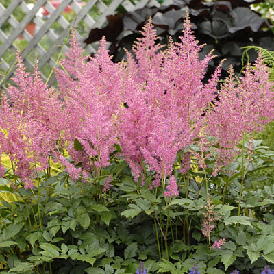 Astilbe j. 'Rheinland'