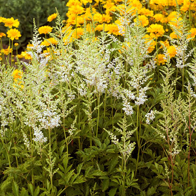 Astilbe a. 'Snowdrift'