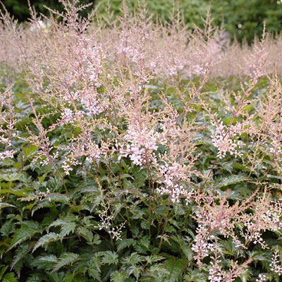 Astilbe s. 'Sprite'