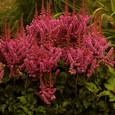 Astilbe c. 'Visions'