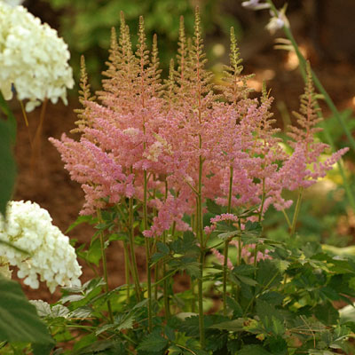 Astilbe c. 'Visions in Pink'
