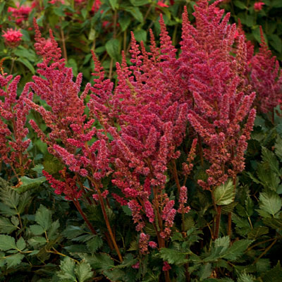 Astilbe c. 'Visions in Red'