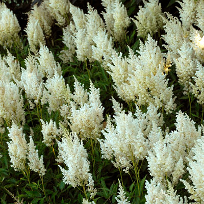 Astilbe a. 'Weisse Gloria'