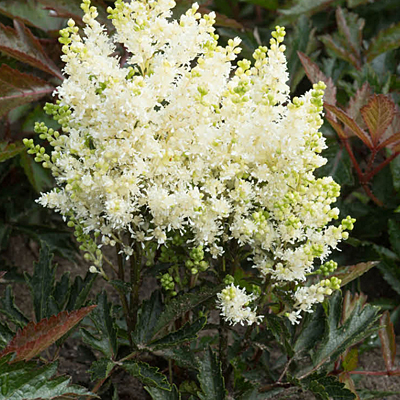 Astilbe x 'Short-n-Sweet Whiteberry'