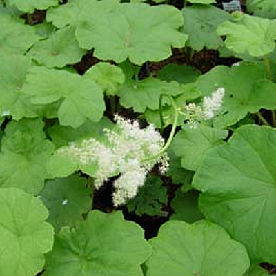 Astilboides tabularis