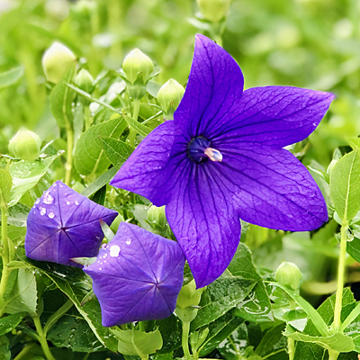 Platycodon g. 'Astra Blue'