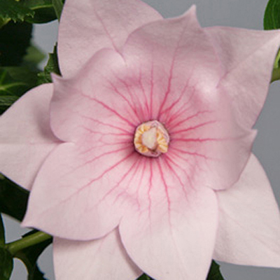 Platycodon g. 'Astra Double Pink'