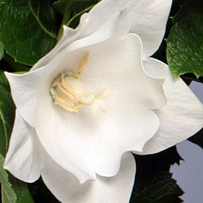 Platycodon g. 'Astra Double White'