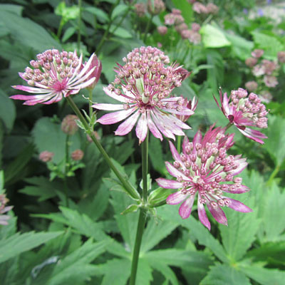 Astrantia major 'Roma'
