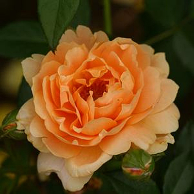 Rosa 'At Last'