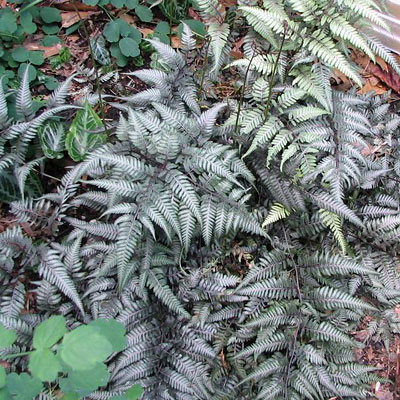 Athyrium niponicum 'Burgundy Lace'