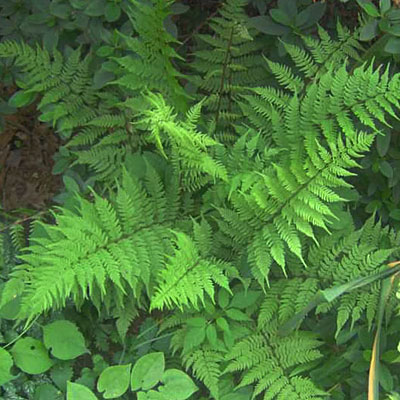 Athyrium filix-femina
