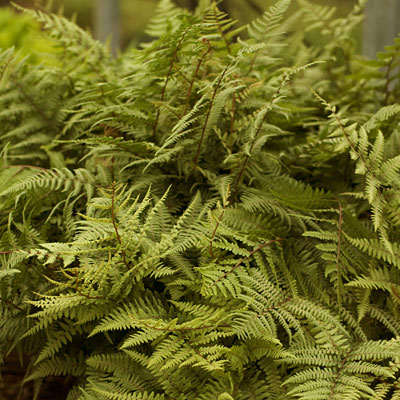 Athyrium niponicum x 'Ghost'