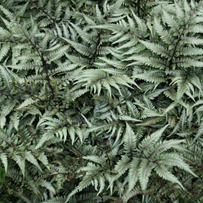 Athyrium x 'Godzilla'