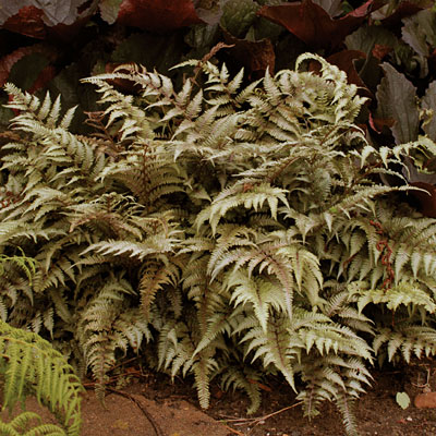 Athyrium niponicum pictum