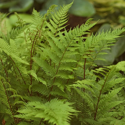 Athyrium filix-femina 'Lady in Red'