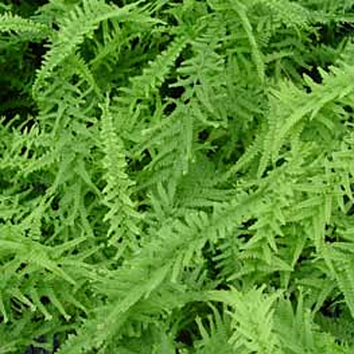 Athyrium filix-femina 'Victoriae'