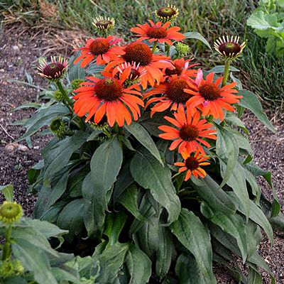 Echinacea