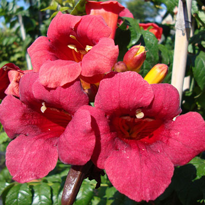 Campsis rad. 'Atomic Red'