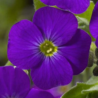 Aubretia 'Audrey Purple Shades'