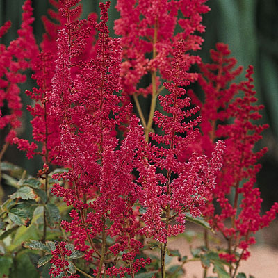 Astilbe a. 'August Light'