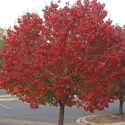 Pyrus c. 'Autumn Blaze'