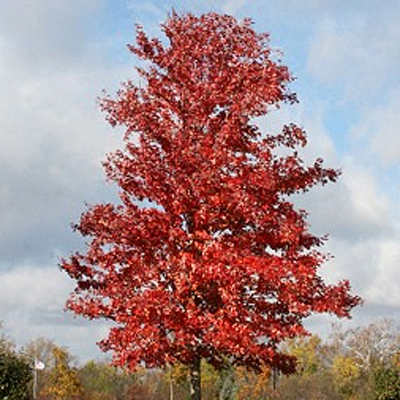 Acer x free. 'Autumn Blaze'