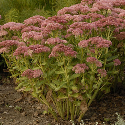 Sedum spect. 'Autumn Delight'