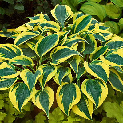 Hosta 'Autumn Frost'