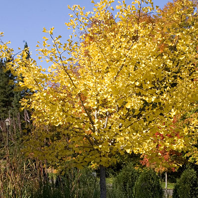 Ginkgo b. 'Autumn Gold'