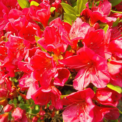 Azalea 'Bixby'