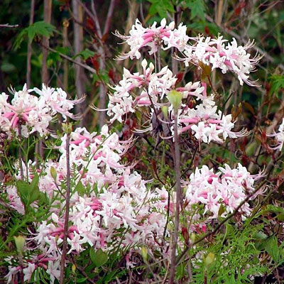 Azalea canescens