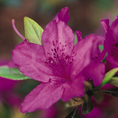 Azalea y. var. p. 'Compacta'