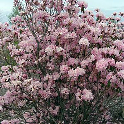 Azalea m. 'Cornell Pink'