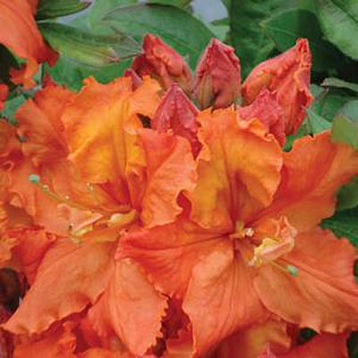Azalea 'Gibraltar'