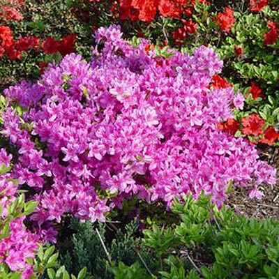 Azalea 'Girard's Karen'
