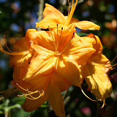 Azalea 'Klondyke'