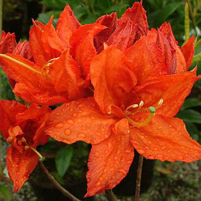 Azalea 'Knaphill Red'