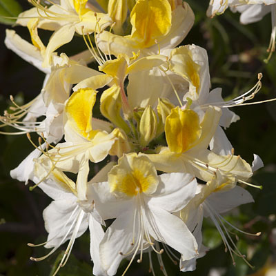 Azalea 'Northern Hi-Lights'