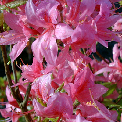 Azalea v. 'Pink and Sweet'