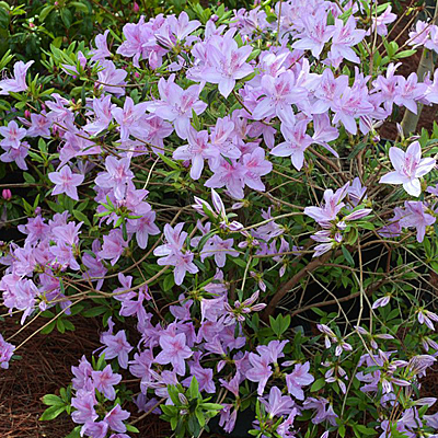 Azalea y. var. poukhanense