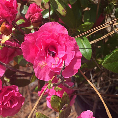 Azalea x y. p. 'Rosea'