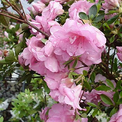 Azalea 'Rosebud'