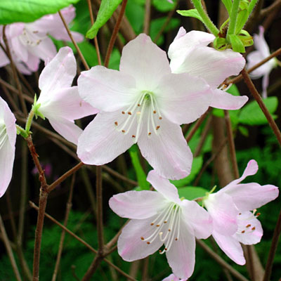 Azalea schlippenbachii
