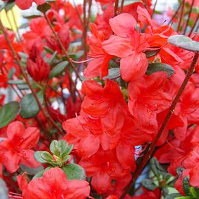 Azalea 'Stewartstonian'