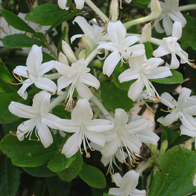 Azalea viscosum