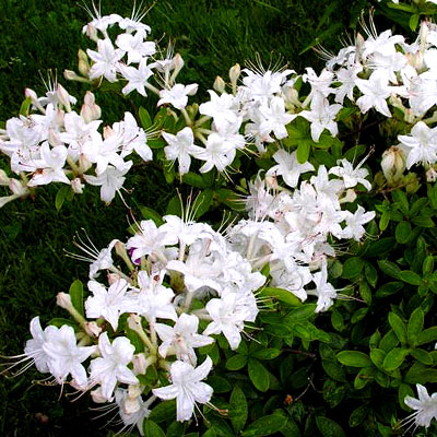 Azalea 'Weston's Innocence'