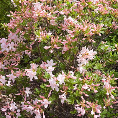 Azalea 'White Lights'
