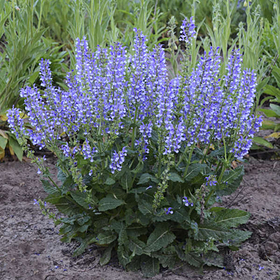 Salvia n. 'Azure Snow'